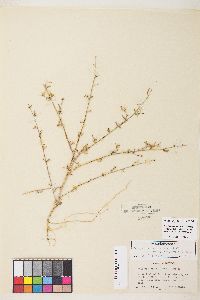 Stephanomeria exigua image