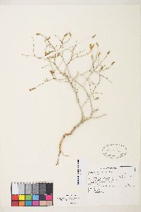 Stephanomeria exigua image