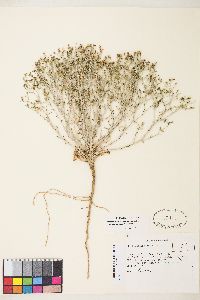 Stephanomeria exigua image