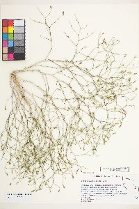 Stephanomeria exigua image