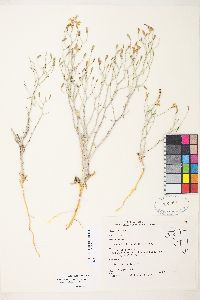 Stephanomeria exigua image