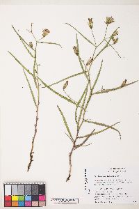 Stephanomeria lactucina image