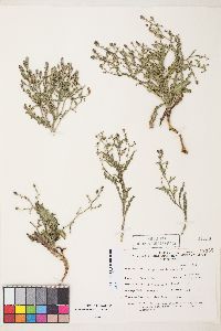 Stephanomeria parryi image