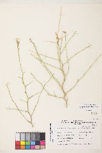 Stephanomeria pauciflora image