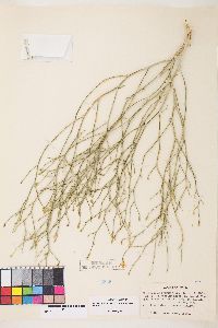 Stephanomeria pauciflora image