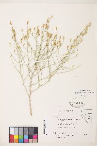 Stephanomeria pauciflora image