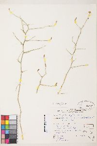 Stephanomeria pauciflora image