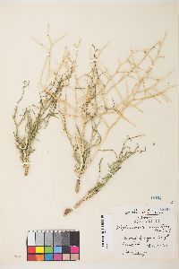 Stephanomeria pauciflora image