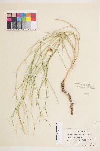 Stephanomeria pauciflora image