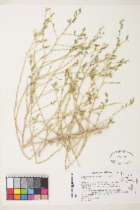 Stephanomeria pauciflora image