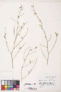 Stephanomeria pauciflora image