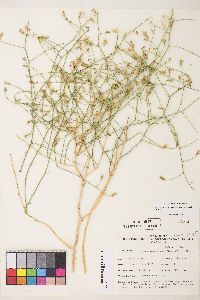 Stephanomeria pauciflora image