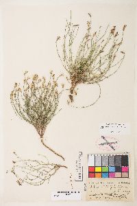 Stephanomeria tenuifolia image