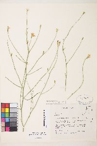 Stephanomeria tenuifolia image