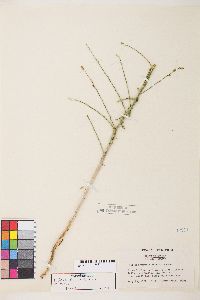 Stephanomeria virgata subsp. pleurocarpa image