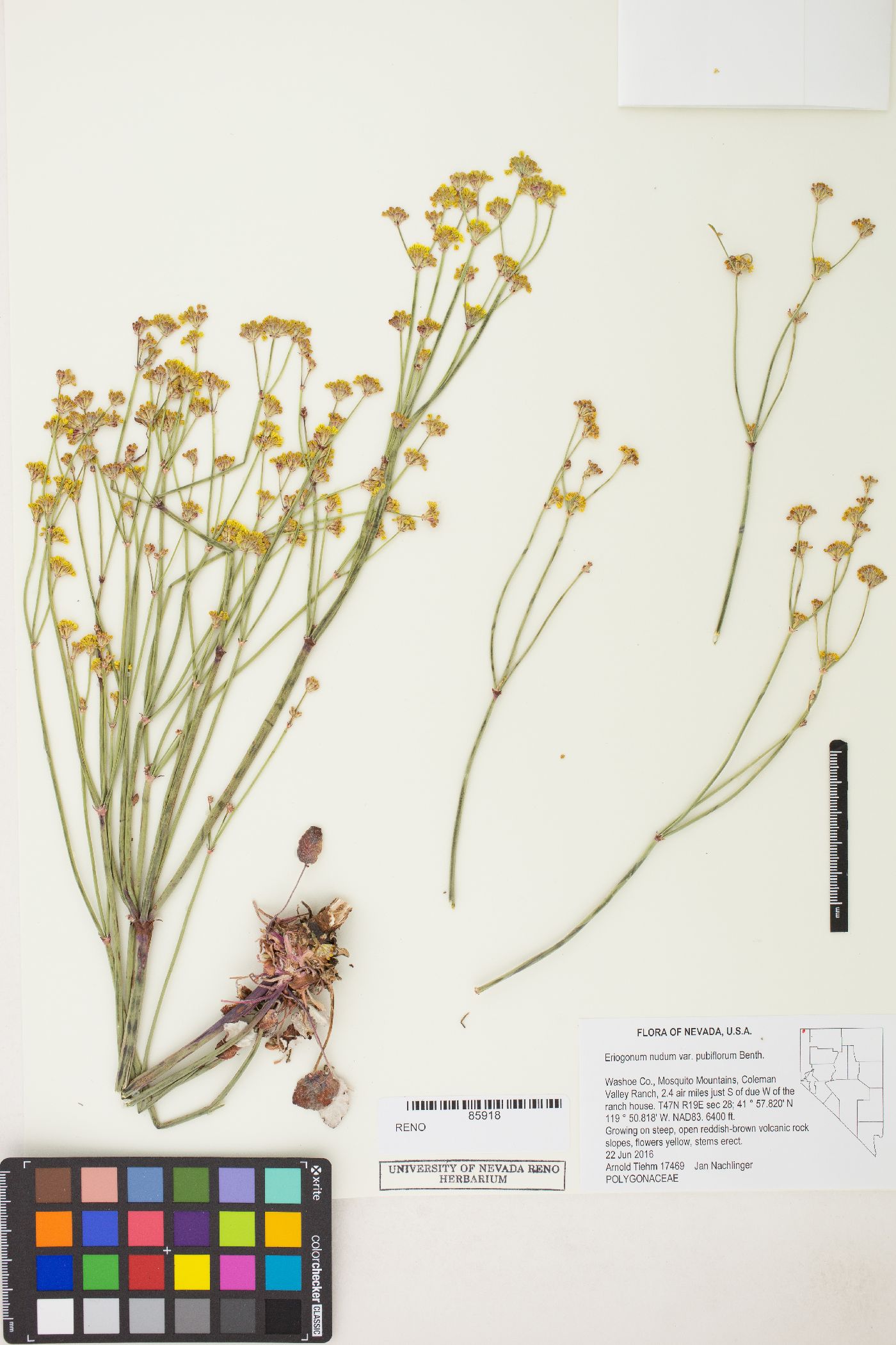 Eriogonum nudum var. pubiflorum image