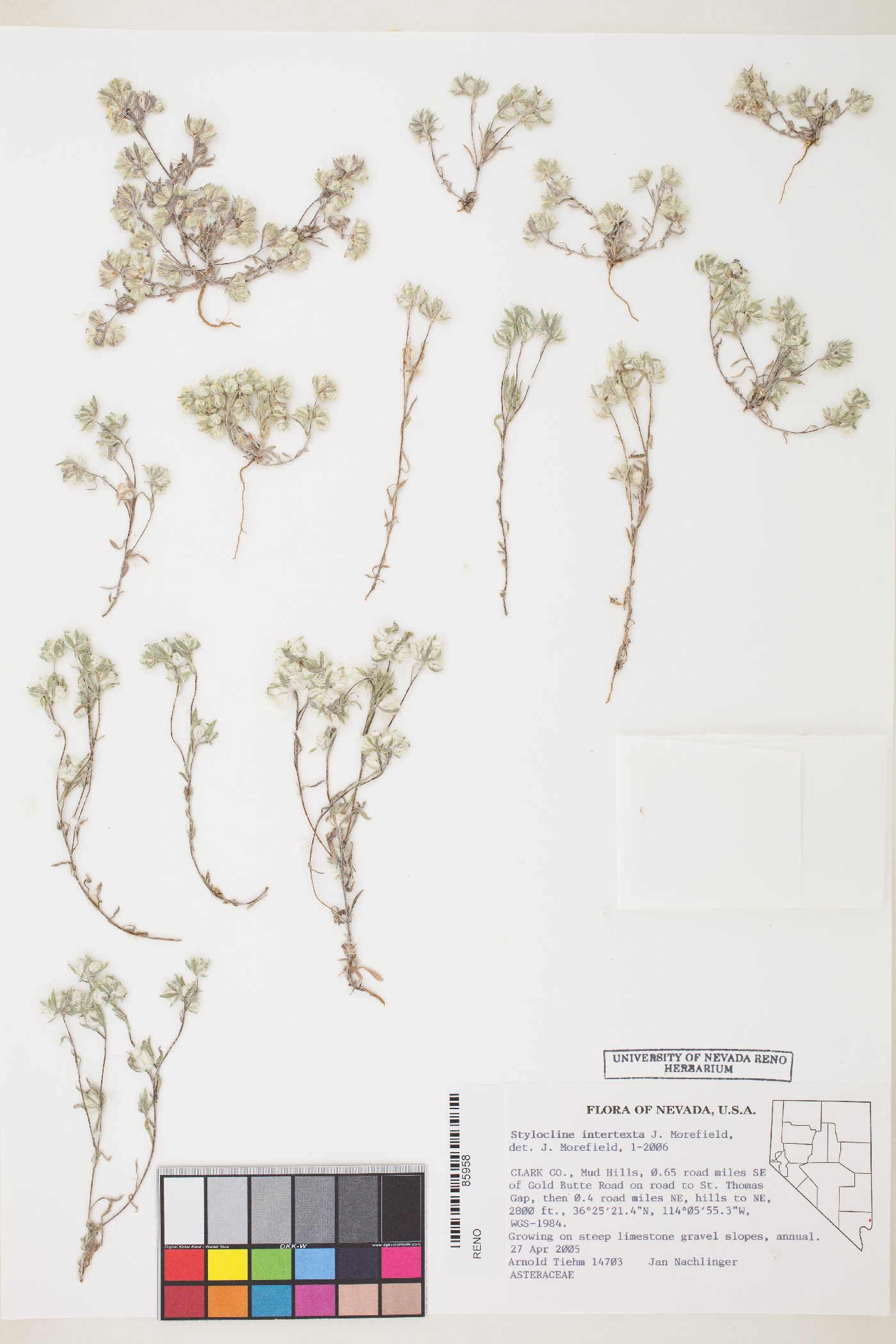 Stylocline intertexta image