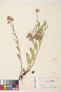 Symphyotrichum ascendens image