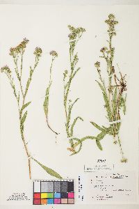 Symphyotrichum ascendens image