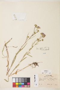 Symphyotrichum ascendens image