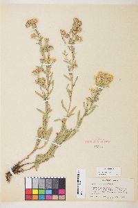 Symphyotrichum ascendens image