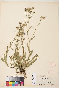 Symphyotrichum ascendens image