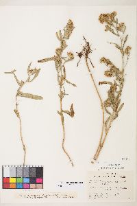 Symphyotrichum ascendens image