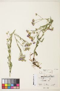 Symphyotrichum ascendens image