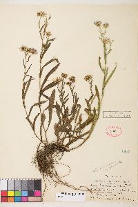 Symphyotrichum ascendens image