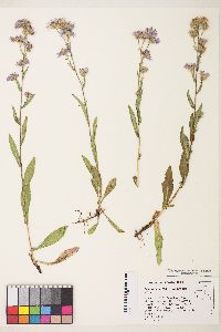 Symphyotrichum ascendens image