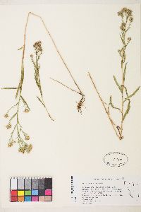 Symphyotrichum ascendens image