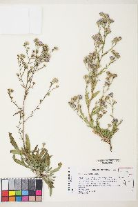 Symphyotrichum ascendens image