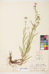 Symphyotrichum ascendens image