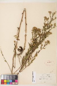 Symphyotrichum chilense image