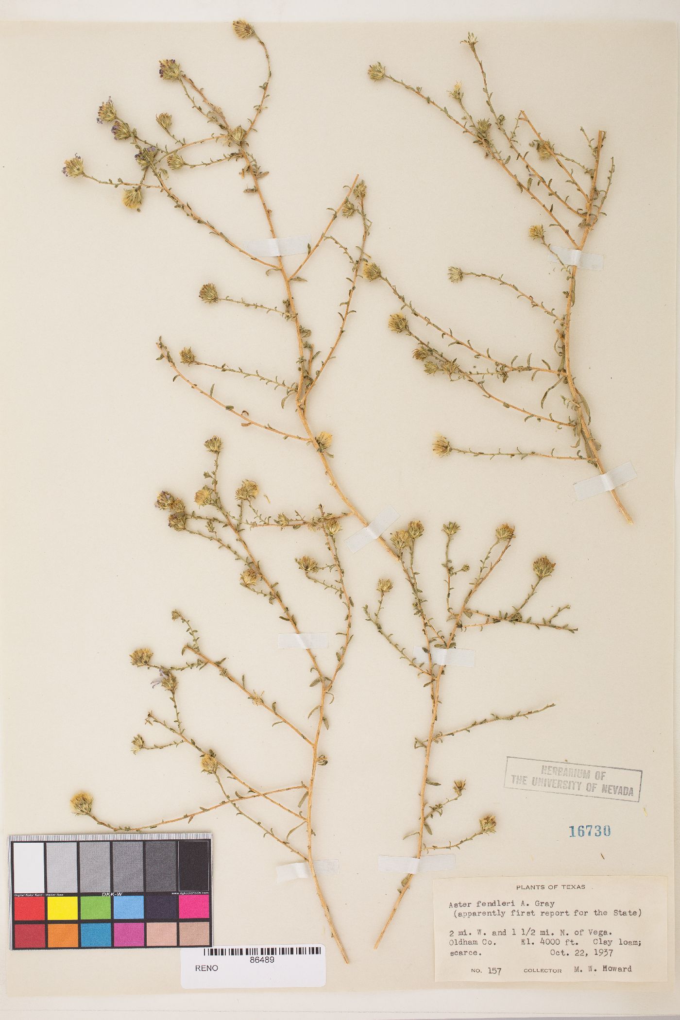 Symphyotrichum fendleri image