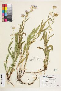 Symphyotrichum foliaceum image