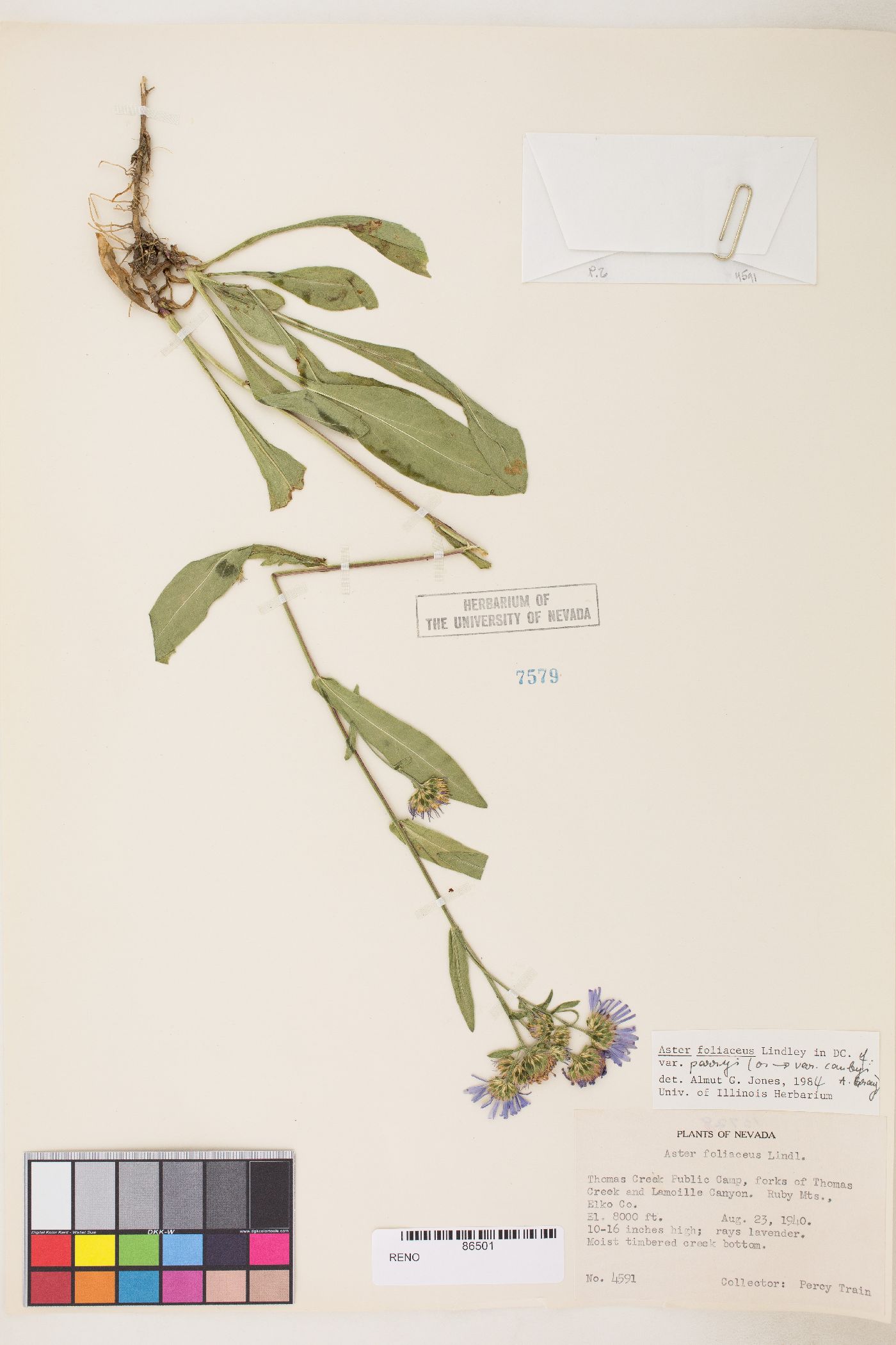 Symphyotrichum foliaceum var. canbyi image