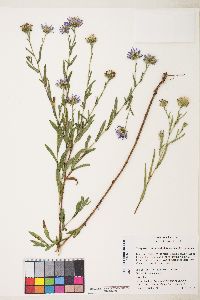 Symphyotrichum spathulatum image