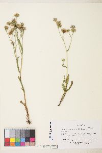 Symphyotrichum spathulatum image