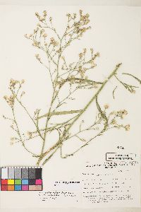 Symphyotrichum subulatum var. parviflorum image