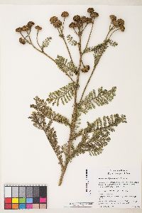 Tanacetum bipinnatum image