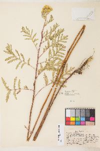 Tanacetum vulgare image