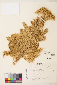 Tanacetum vulgare image