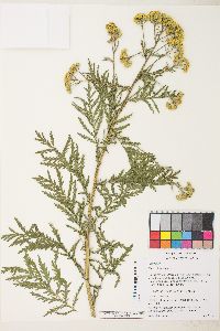 Tanacetum vulgare image