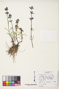 Penstemon cinicola image