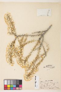 Tetradymia spinosa image
