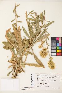 Solidago spectabilis image