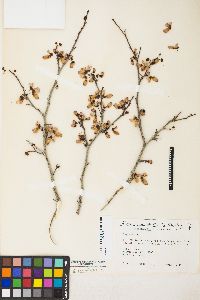 Cercis occidentalis image