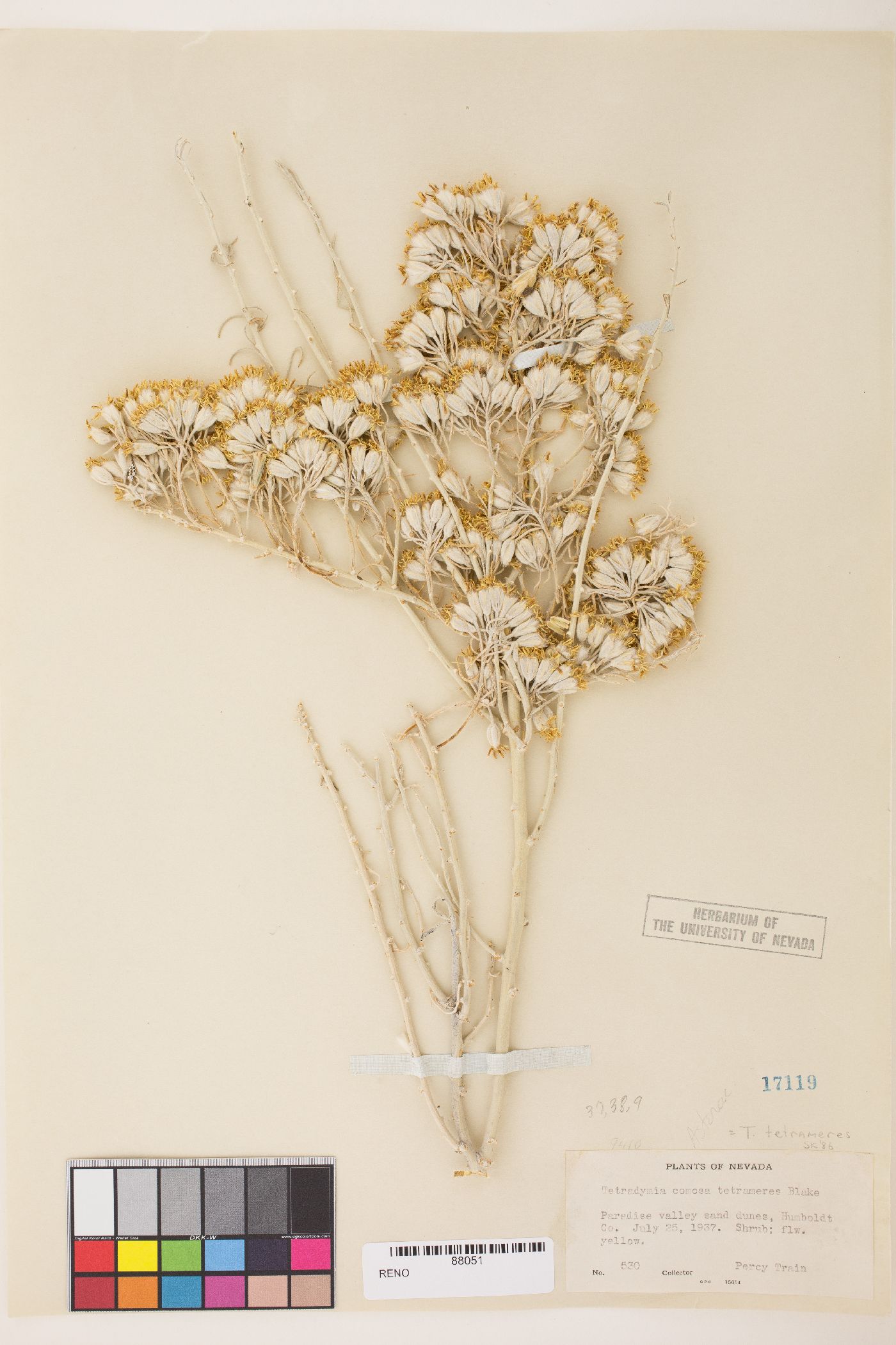 Tetradymia tetrameres image