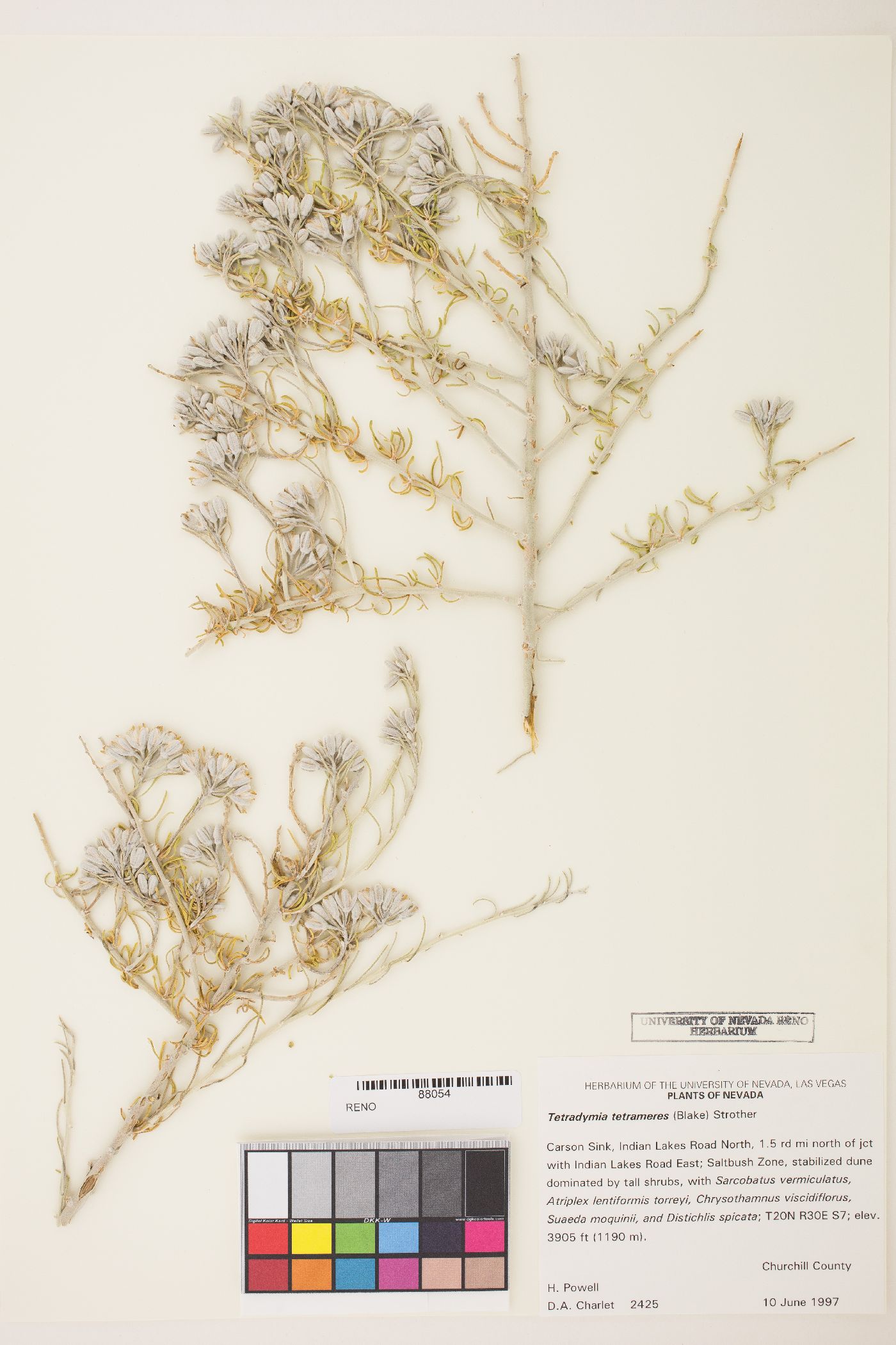 Tetradymia tetrameres image